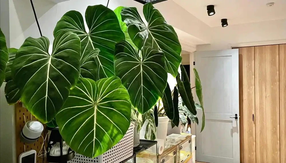 養花只澆水，就是「瞎胡鬧」，認清6種肥，養一萬盆花，都滿盆