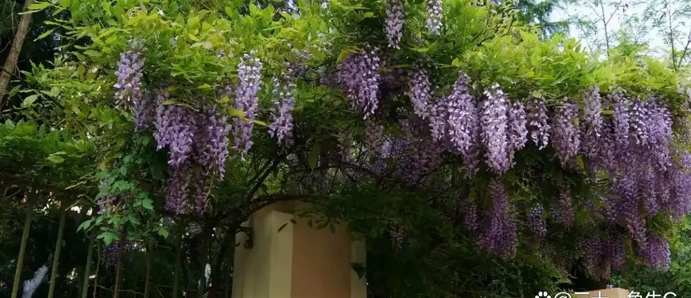 紫藤花花對大多數動物有毒,包括魚