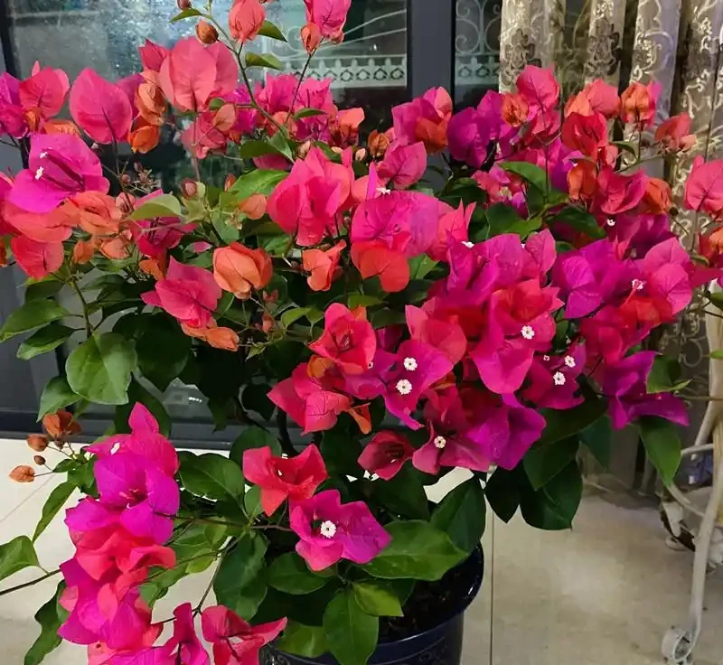 養花只澆水，就是「瞎胡鬧」，認清6種肥，養一萬盆花，都滿盆