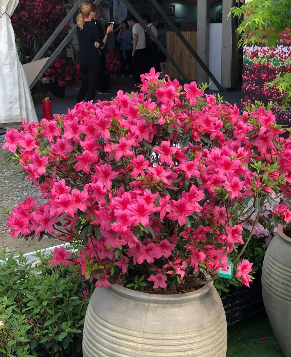 養花只澆水，就是「瞎胡鬧」，認清6種肥，養一萬盆花，都滿盆