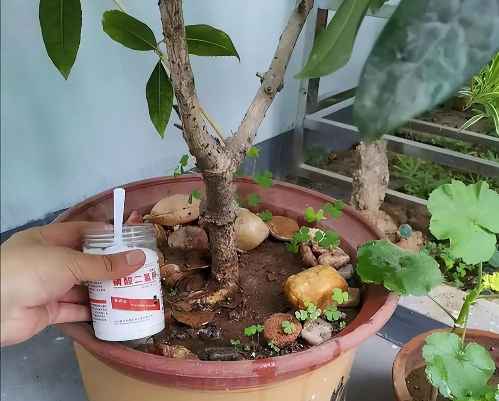 養花只澆水，就是「瞎胡鬧」，認清6種肥，養一萬盆花，都滿盆