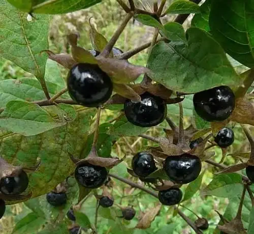 顛茄