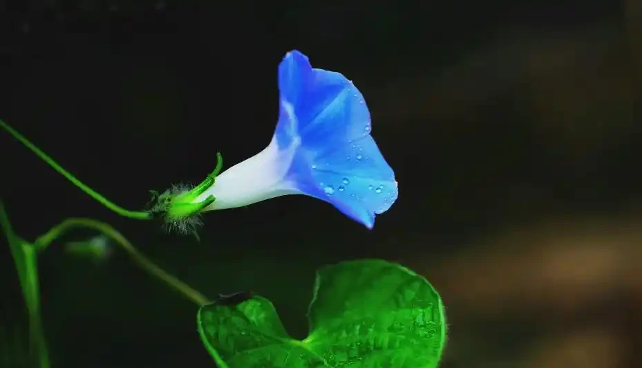 牽牛花物種的種子有毒,會導致魚類生病和奇怪行為
