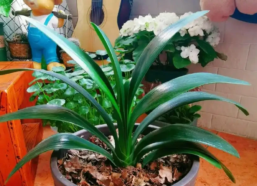 養花只澆水，就是「瞎胡鬧」，認清6種肥，養一萬盆花，都滿盆