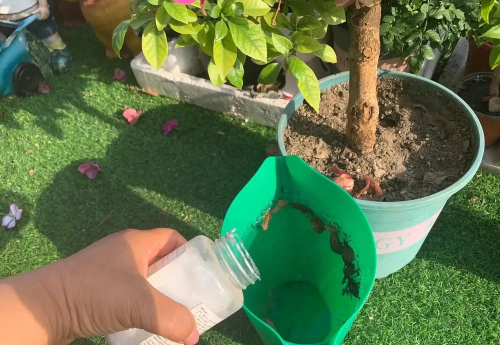 養花只澆水，就是「瞎胡鬧」，認清6種肥，養一萬盆花，都滿盆