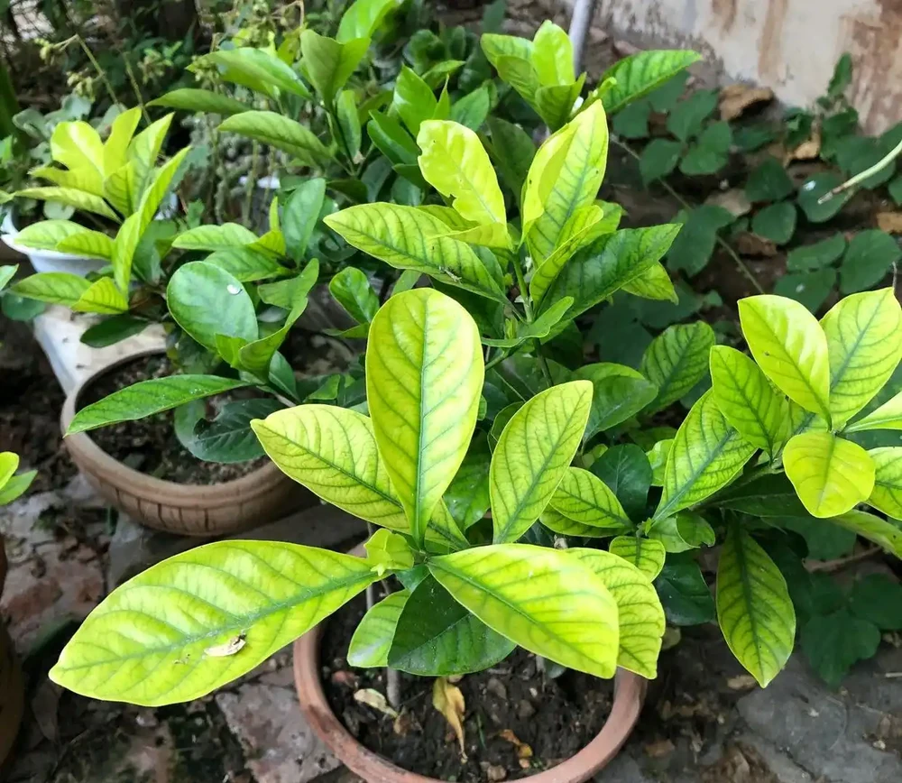 養花只澆水，就是「瞎胡鬧」，認清6種肥，養一萬盆花，都滿盆