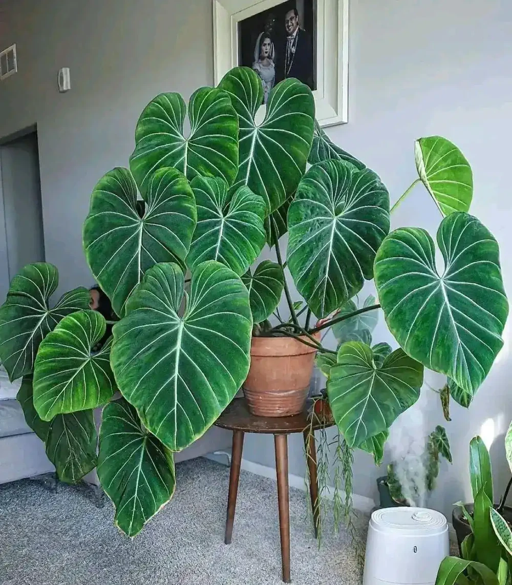 養花只澆水，就是「瞎胡鬧」，認清6種肥，養一萬盆花，都滿盆