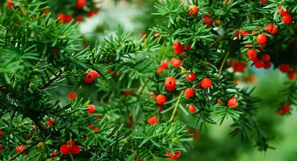 紅豆杉的針葉和種子對魚有毒