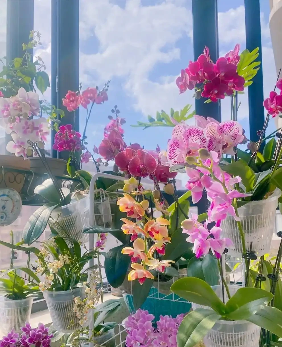 養花只澆水，就是「瞎胡鬧」，認清6種肥，養一萬盆花，都滿盆