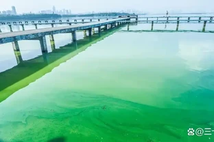 哪些植物不能在魚缸、池塘附近，是對魚有毒、與魚相剋的？