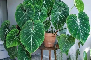 養花只澆水，就是「瞎胡鬧」，認清6種肥，養一萬盆花，都滿盆