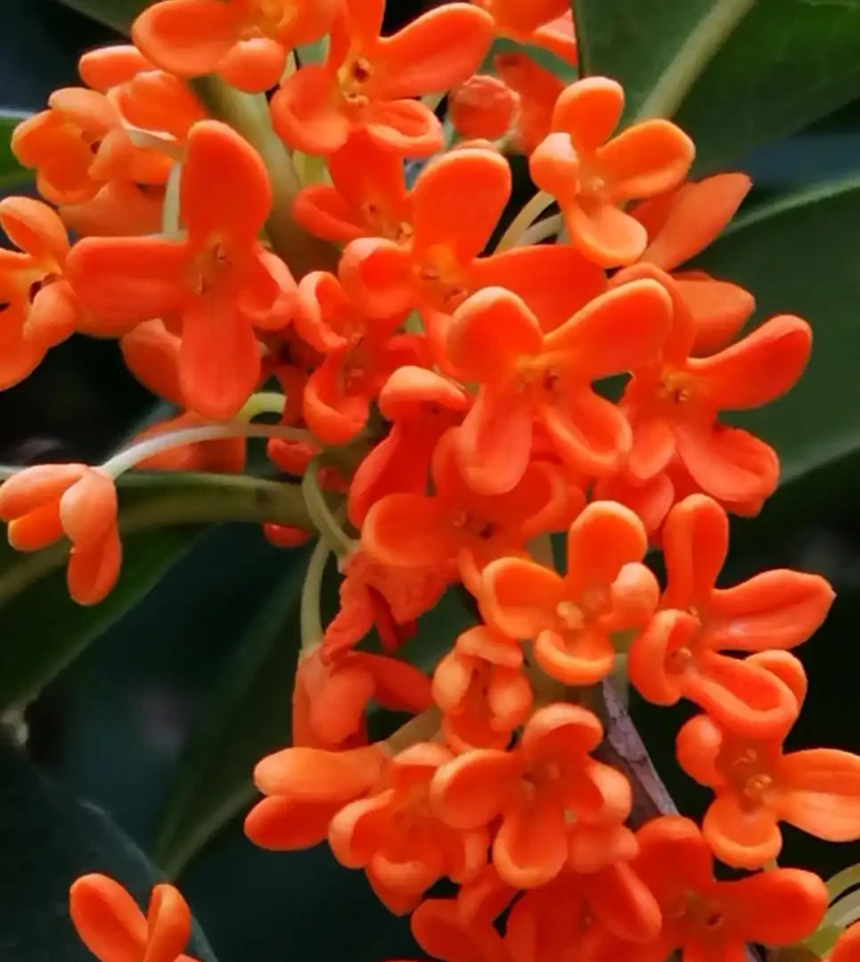 「最香的」7種花,花美「長壽命」,家裡養一盆,能香幾十年