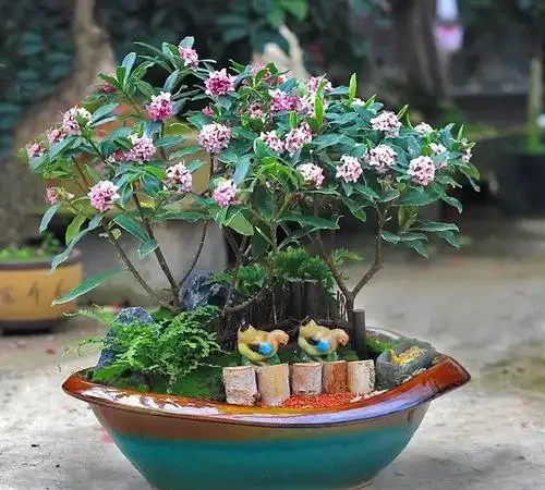 「最香的」7種花,花美「長壽命」,家裡養一盆,能香幾十年