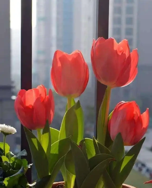 「最香的」7種花,花美「長壽命」,家裡養一盆,能香幾十年