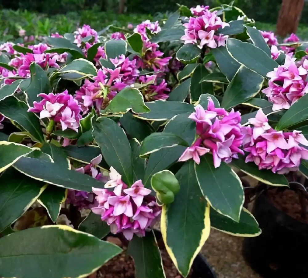 「最香的」7種花,花美「長壽命」,家裡養一盆,能香幾十年