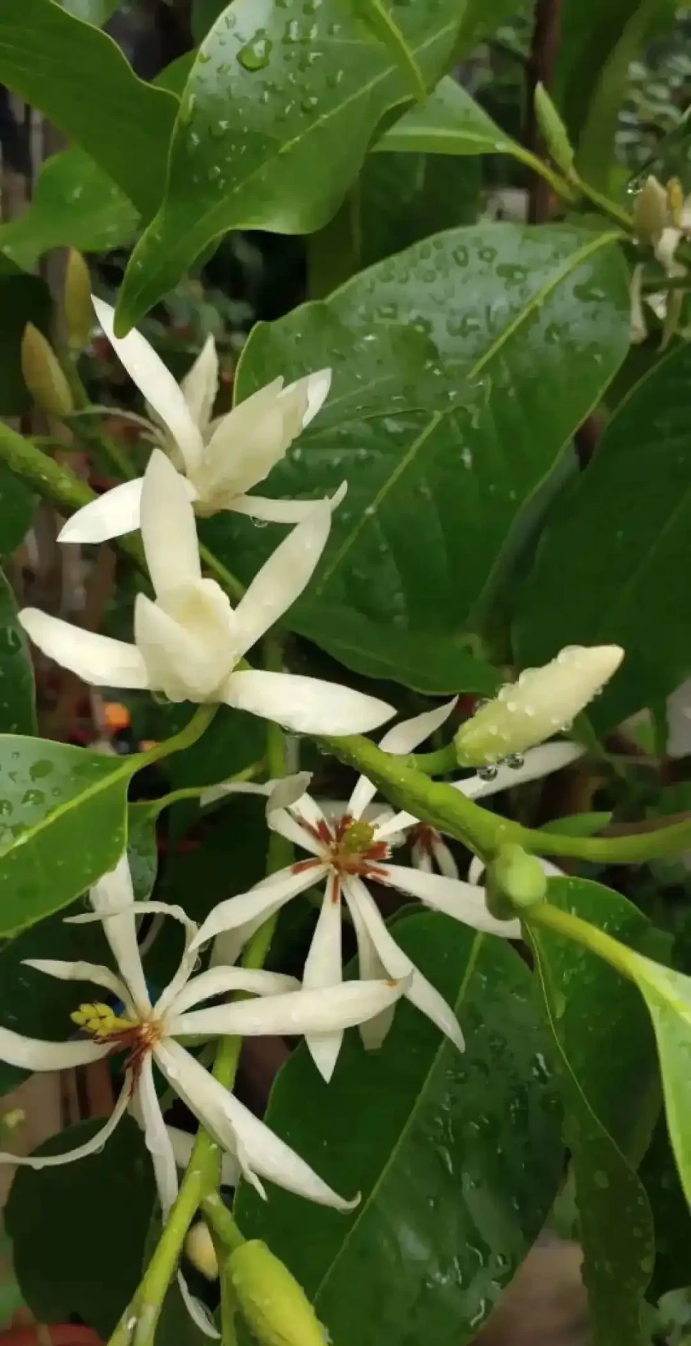 「最香的」7種花,花美「長壽命」,家裡養一盆,能香幾十年