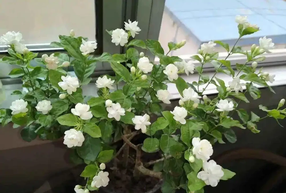 「最香的」7種花,花美「長壽命」,家裡養一盆,能香幾十年