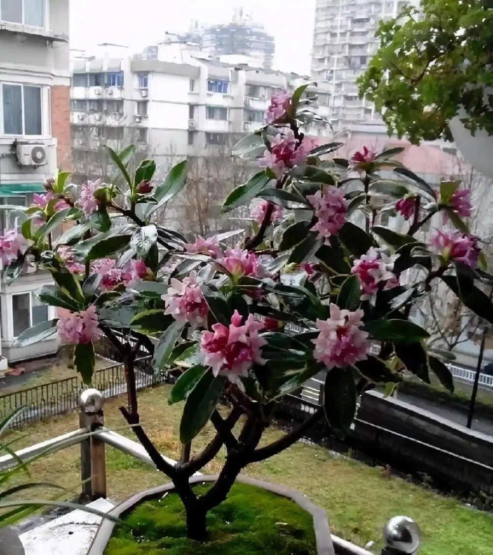 「最香的」7種花,花美「長壽命」,家裡養一盆,能香幾十年