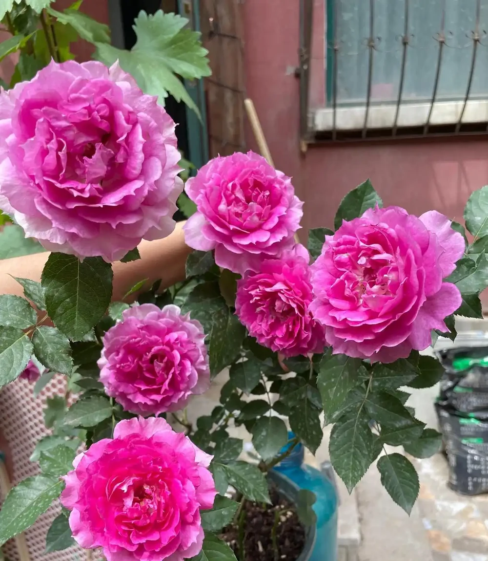 「最香的」7種花,花美「長壽命」,家裡養一盆,能香幾十年
