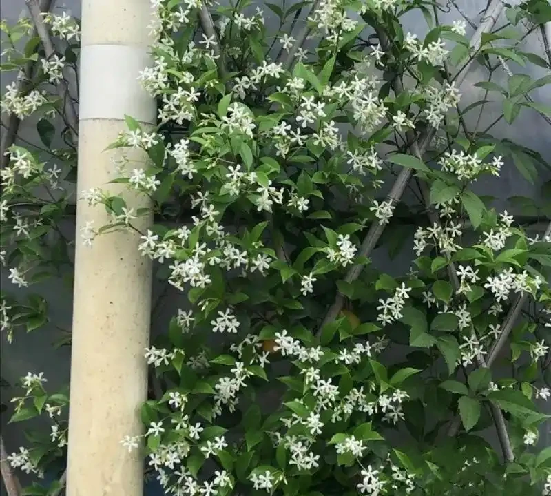 「最香的」7種花,花美「長壽命」,家裡養一盆,能香幾十年