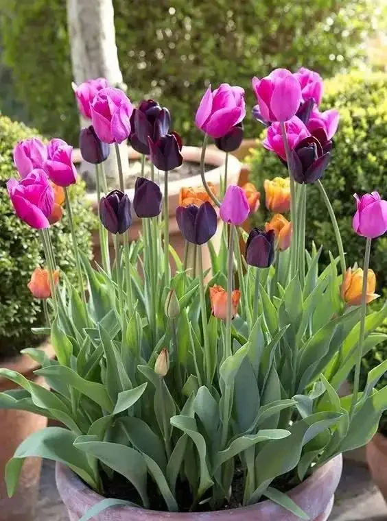 「最香的」7種花,花美「長壽命」,家裡養一盆,能香幾十年