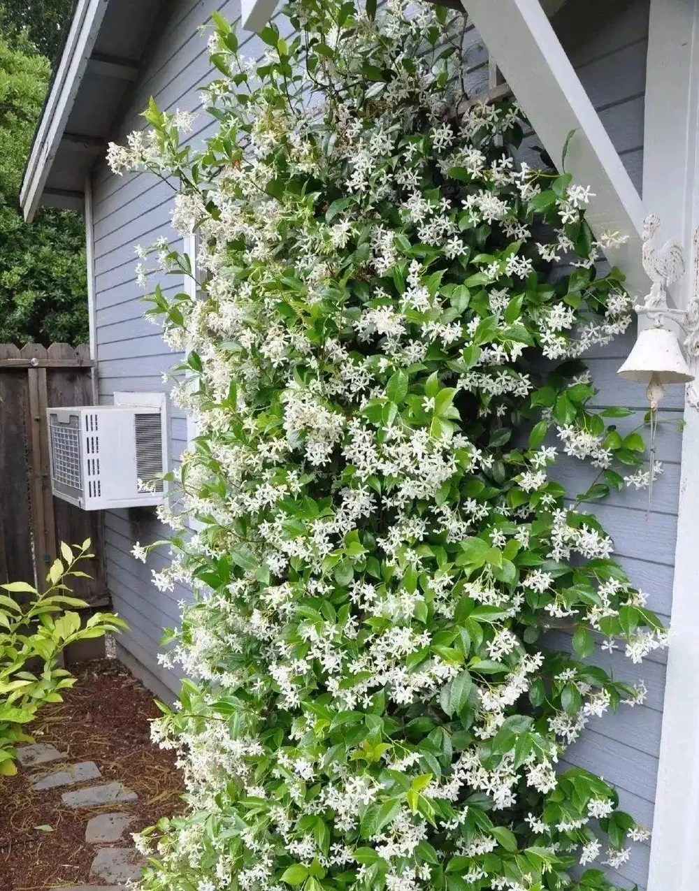 「最香的」7種花,花美「長壽命」,家裡養一盆,能香幾十年