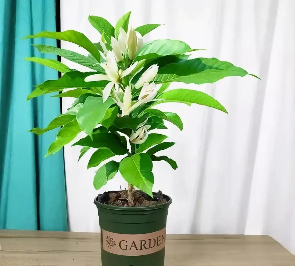 「最香的」7種花,花美「長壽命」,家裡養一盆,能香幾十年