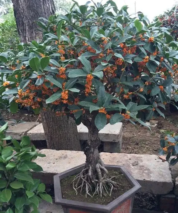 「最香的」7種花,花美「長壽命」,家裡養一盆,能香幾十年