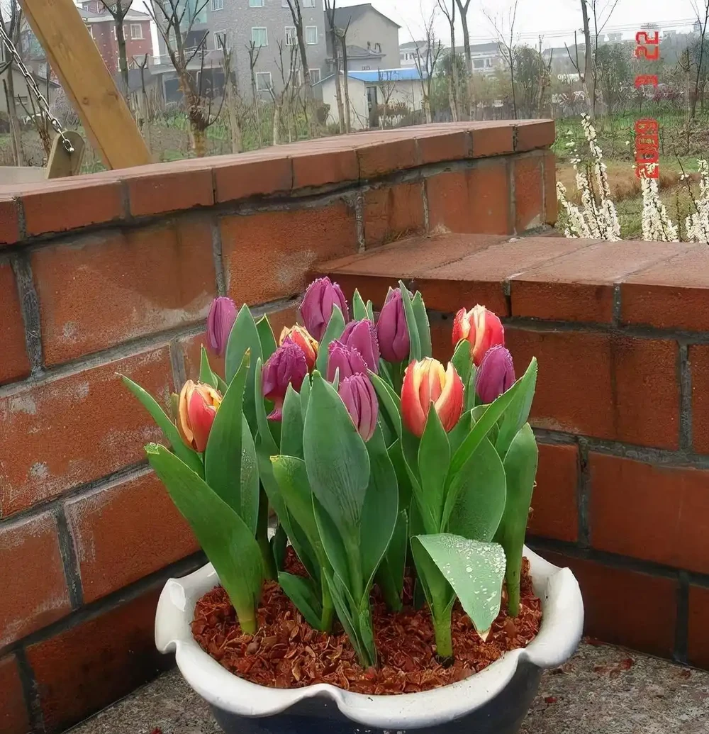 「最香的」7種花,花美「長壽命」,家裡養一盆,能香幾十年