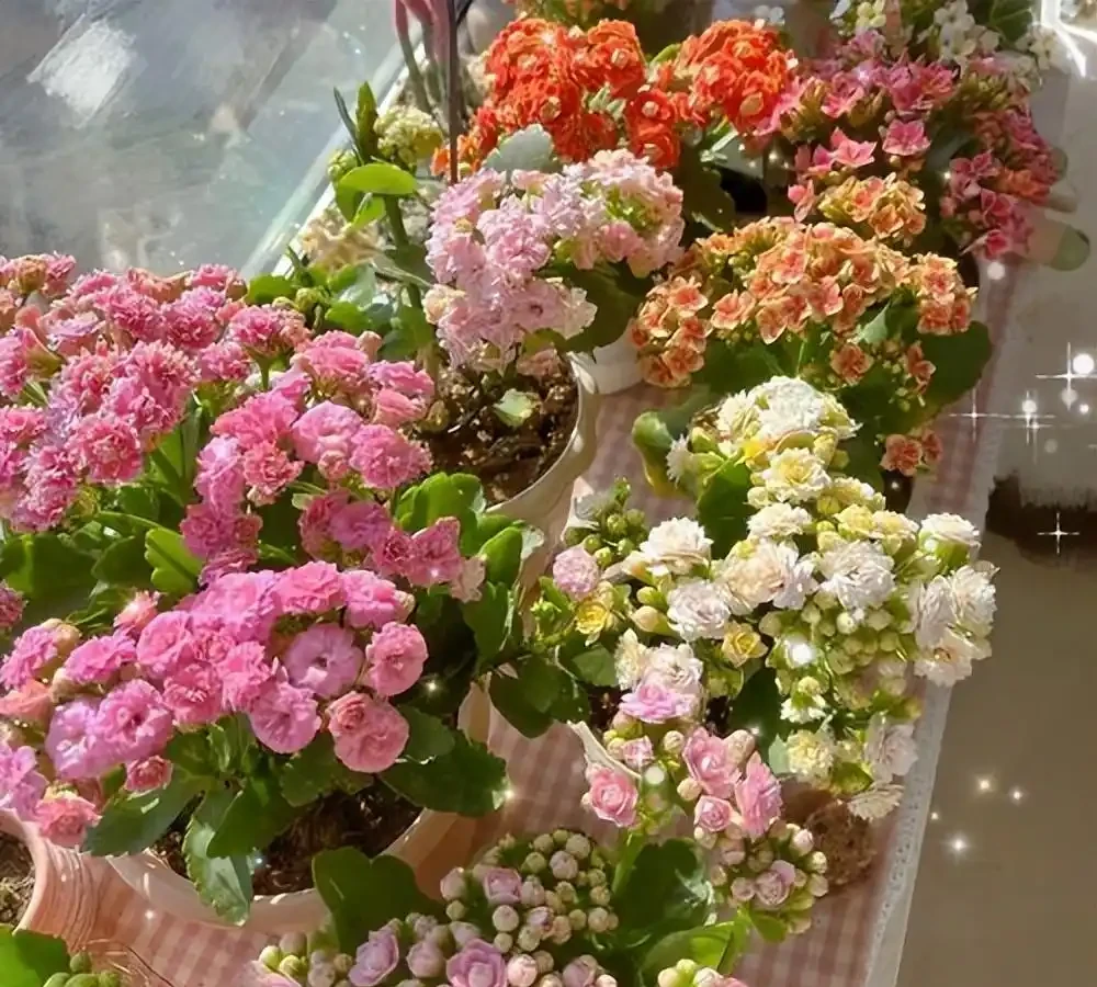 臥室不要亂養花,8種「催眠花」,淨化夜間空氣,養一盆不失眠