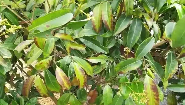 葉子黃了一半可以剪一半嗎
