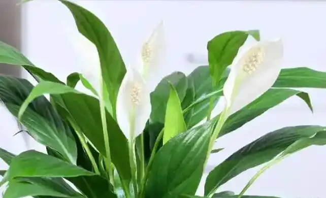 白鶴芋葉子下垂變軟怎麼辦?3個問題及時解決,葉片挺拔油綠