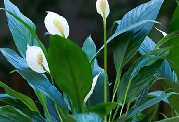白鶴芋葉子下垂變軟怎麼辦?3個問題及時解決,葉片挺拔油綠