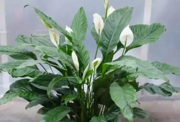 白鶴芋葉子下垂變軟怎麼辦?3個問題及時解決,葉片挺拔油綠