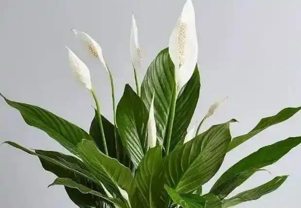 白鶴芋葉子下垂變軟怎麼辦?3個問題及時解決,葉片挺拔油綠