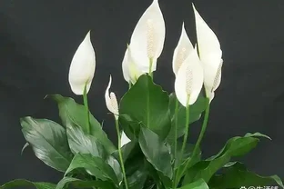 白鶴芋葉子下垂變軟怎麼辦？3個問題及時解決，葉片挺拔油綠