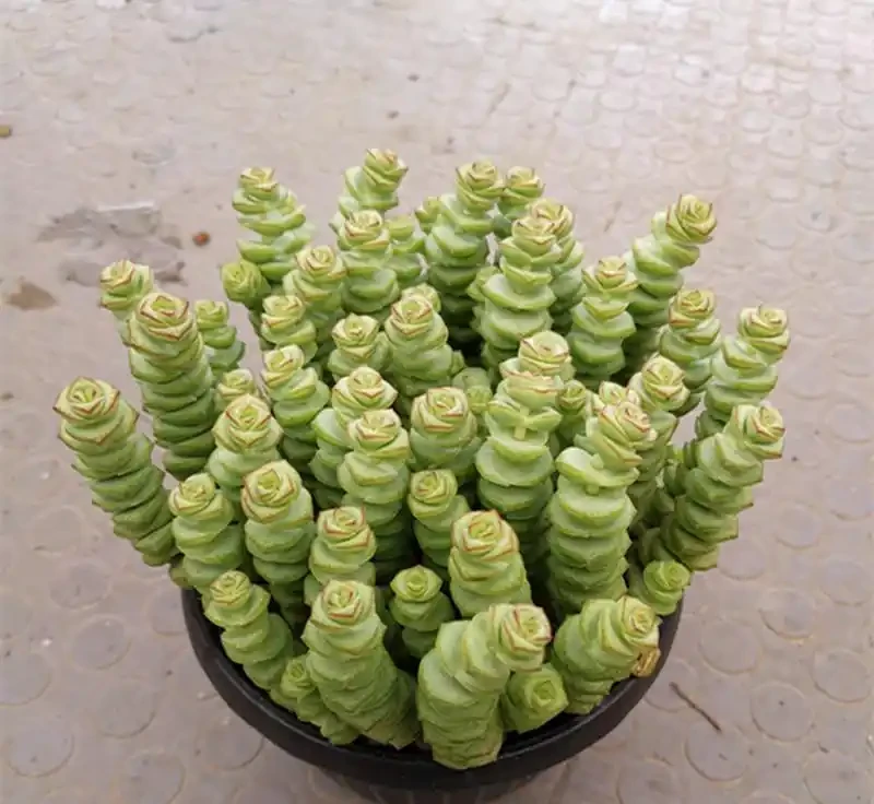 6種「聚財花」，自帶好兆頭，客廳養一盆，工作「順當當」