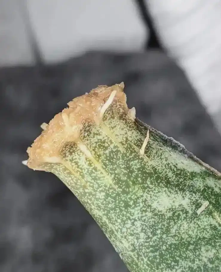 養花妙用「發泡煉石」，插枝、水耕都能用，人人都叫你綠手指