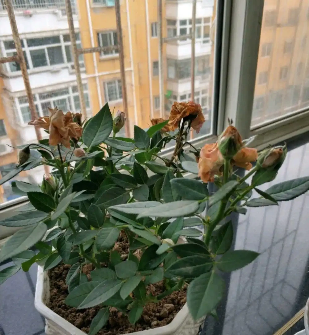 新買的盆栽,用不了四個小時,就會枯萎
