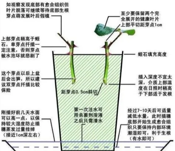 花店裡扔掉的玫瑰花枝條,這樣插枝,很快長根