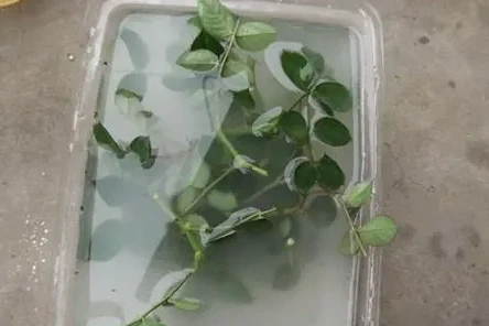 花店裡扔掉的玫瑰花枝條,這樣插枝,很快長根