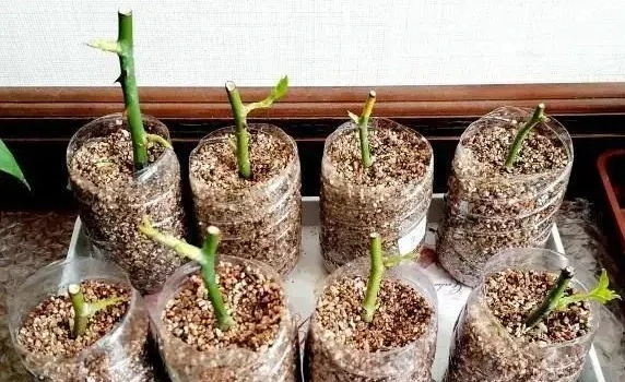 花店裡扔掉的玫瑰花枝條,這樣插枝,很快長根