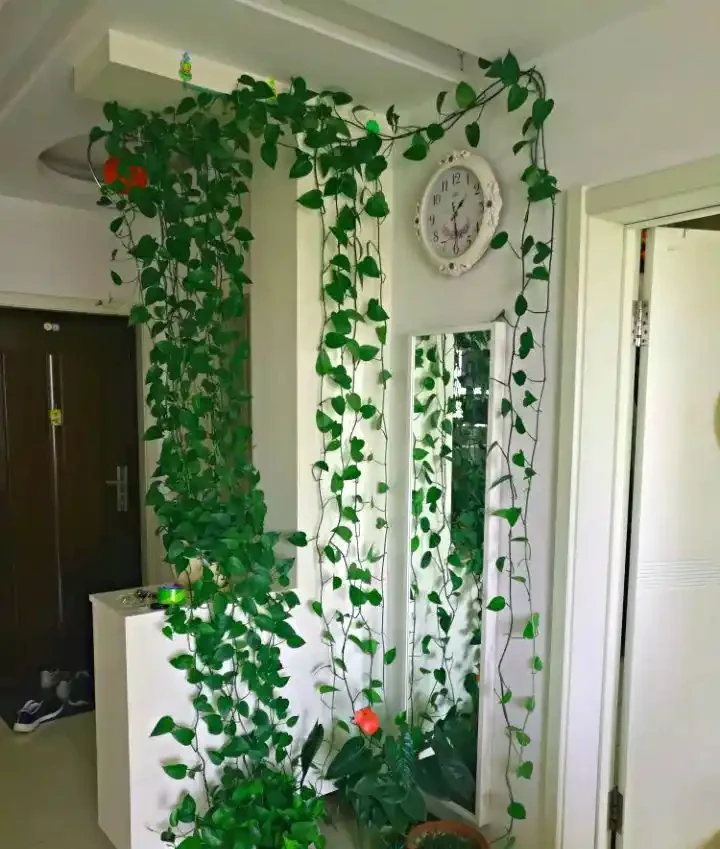 客廳養花,長成「巨無霸」,老人說:陰氣重,趕緊拔了!