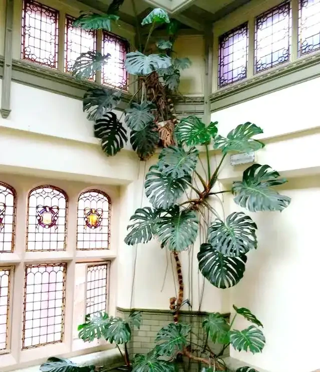 客廳養花,長成「巨無霸」,老人說:陰氣重,趕緊拔了!