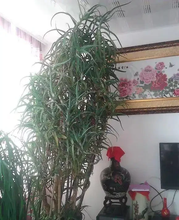 客廳養花,長成「巨無霸」,老人說:陰氣重,趕緊拔了!
