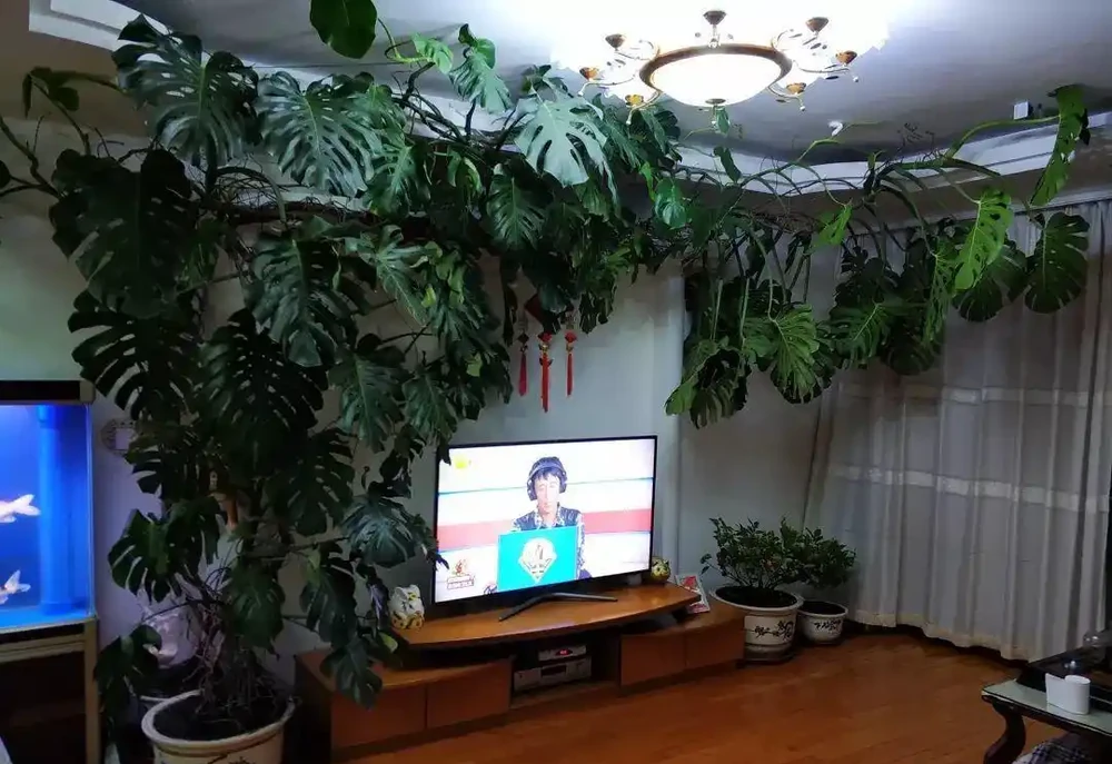 客廳養花,長成「巨無霸」,老人說:陰氣重,趕緊拔了!