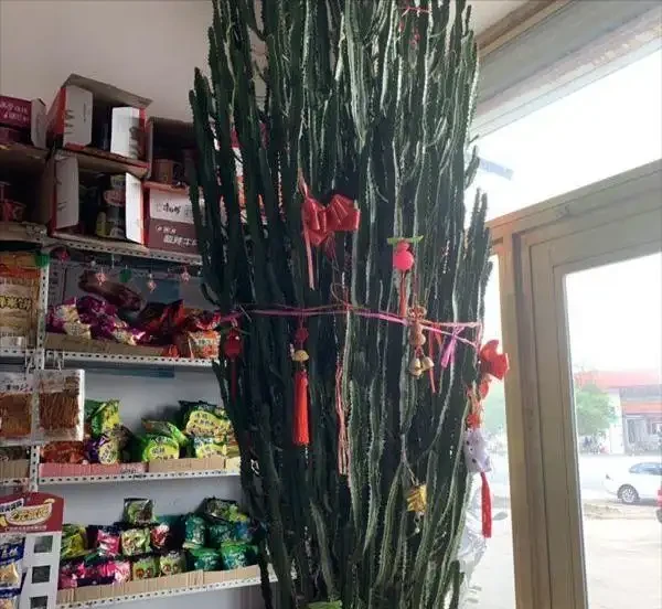 客廳養花,長成「巨無霸」,老人說:陰氣重,趕緊拔了!