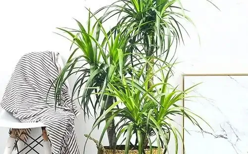 客廳想養「大綠植」,看看這10種,格調高寓意好,淨化能力也很強