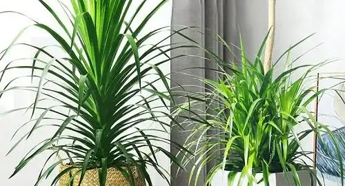 客廳想養「大綠植」,看看這10種,格調高寓意好,淨化能力也很強