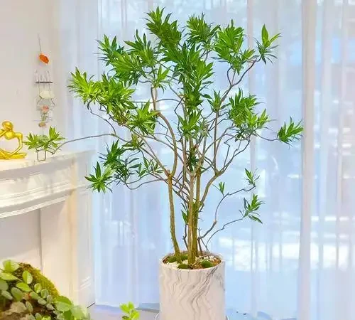 客廳想養「大綠植」,看看這10種,格調高寓意好,淨化能力也很強